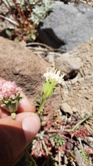 Chaenactis douglasii douglasii