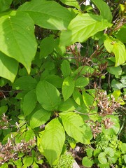 Syringa wolfii