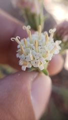 Chaenactis douglasii douglasii