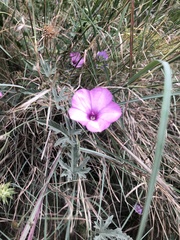 Convolvulus althaeoides althaeoides