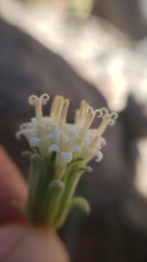 Chaenactis douglasii douglasii