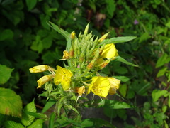Oenothera biennis