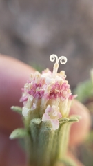 Chaenactis douglasii douglasii