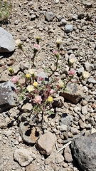 Chaenactis douglasii douglasii