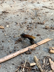 Urocerus californicus