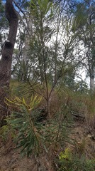 Banksia aquilonia