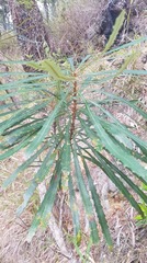 Banksia aquilonia