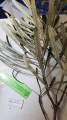 Banksia aquilonia