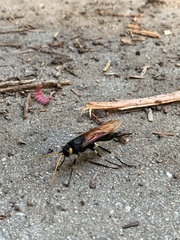 Urocerus californicus