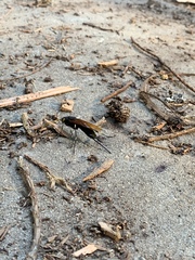 Urocerus californicus