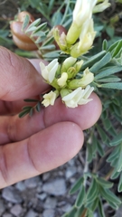 Astragalus bolanderi