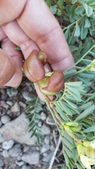 Astragalus bolanderi