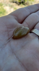 Astragalus bolanderi