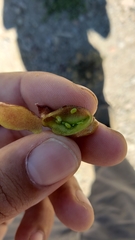 Astragalus bolanderi