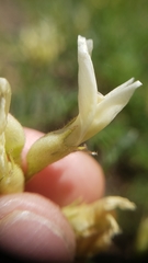 Astragalus bolanderi