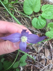 Clematis occidentalis grosseserrata