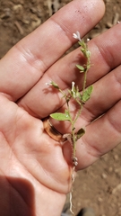 Allophyllum integrifolium