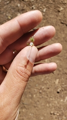 Allophyllum integrifolium