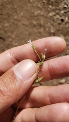 Allophyllum integrifolium