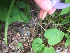 Clematis occidentalis grosseserrata
