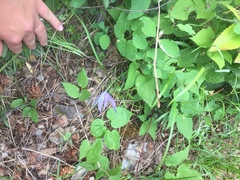 Clematis occidentalis grosseserrata