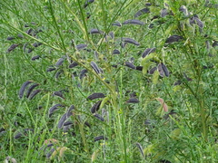 Cytisus scoparius