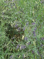 Cytisus scoparius