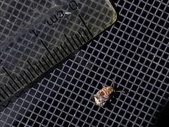 Penthobruchus germaini