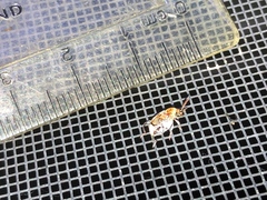 Penthobruchus germaini