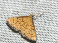 Ecpyrrhorrhoe rubiginalis