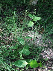 Epipactis helleborine