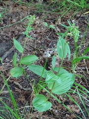 Epipactis helleborine