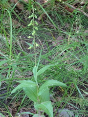 Epipactis helleborine