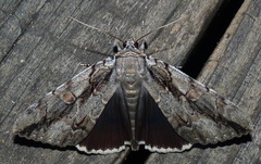 Catocala flebilis