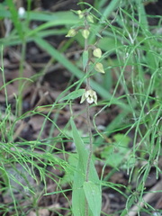 Epipactis helleborine