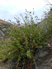 Malacothamnus fasciculatus catalinensis