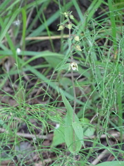 Epipactis helleborine