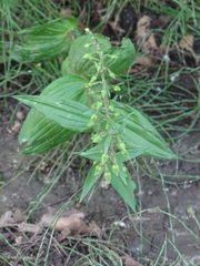 Epipactis helleborine