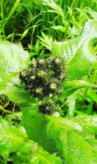 Picris japonica kamtschatica