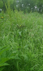 Picris japonica kamtschatica
