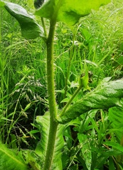 Picris japonica kamtschatica
