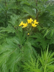 Picris japonica kamtschatica