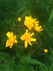 Picris japonica kamtschatica