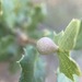 Pear Gall Wasp - Photo (c) Merav Vonshak, some rights reserved (CC BY-NC), uploaded by Merav Vonshak