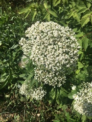 Valeriana officinalis