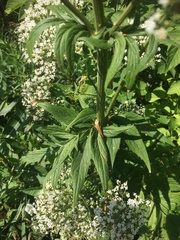 Valeriana officinalis