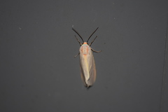 Pygarctia abdominalis