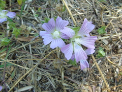 Malva unguiculata