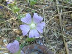 Malva unguiculata
