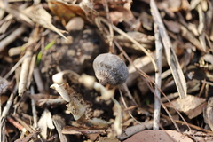 Geastrum tenuipes
